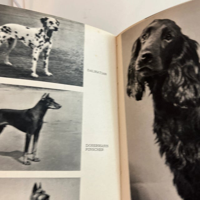 その他 UNDER THE DOG Artbook その他 UNDER THE DOG Artbook Under the Dog (OAV) - Anime