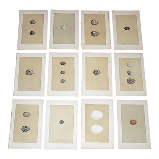 Authentic Antique 19th Century Hand Colored Egg Lithographs - Set of 12 For Sale