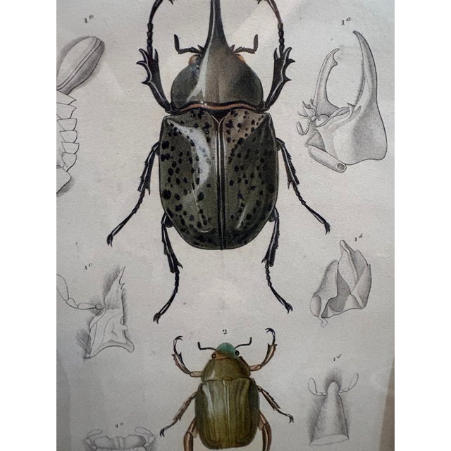 Framed 19th C Hand Colored Engravings of Insects, Reptiles and Shells For Sale - Image 11 of 17