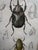 Framed 19th C Hand Colored Engravings of Insects, Reptiles and Shells For Sale - Image 11 of 17