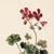 Lovely Romantic 'Geranium Robertianum' Flower Print. *Chairish Exclusive From a series of prints, see our other listings....