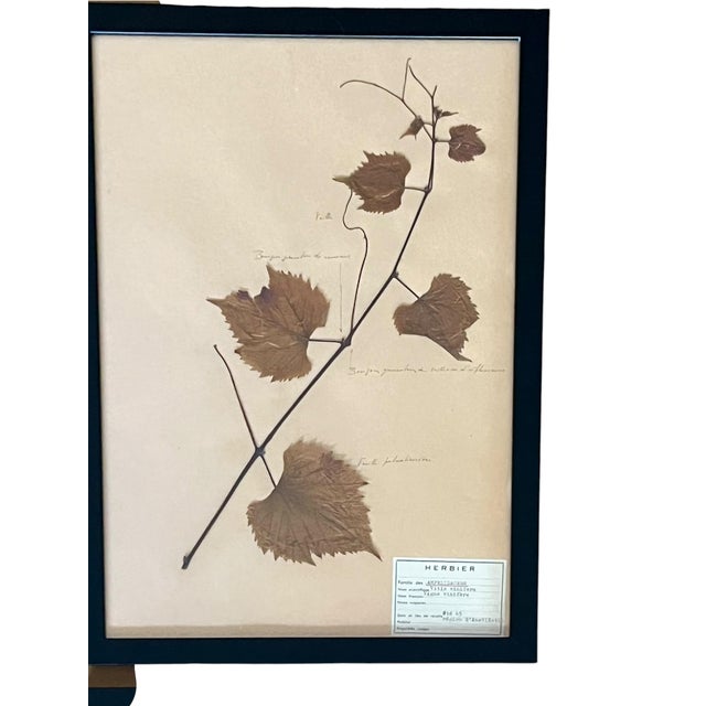1965 French Herbarium Botanical Specimens – Set of 6 Custom Framed Pressed Botanicals For Sale - Image 9 of 15
