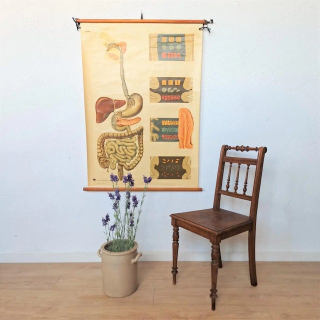 1940s Vintage Training Poster of Intestines, 1940s For Sale - Image 5 of 6