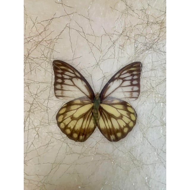 1960s Large Fiberglass Butterfly Serving Bowl For Sale - Image 10 of 10