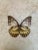 1960s Large Fiberglass Butterfly Serving Bowl For Sale - Image 10 of 10