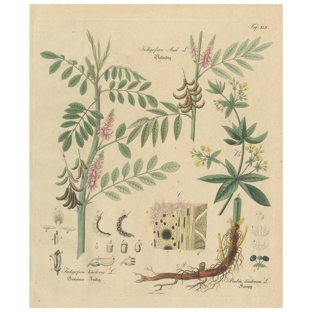 Indigofera & Rubia Tinctorum, 1800s, Paper For Sale - Image 10 of 10