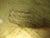 Wood Italian Carved and Gold and Green Painted Sideboard Tray, 1960 For Sale - Image 7 of 8