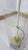 Eva Mono Fiore Flower Vase by Claudia Hamers for Oggetti Latini, 1990s For Sale - Image 4 of 16