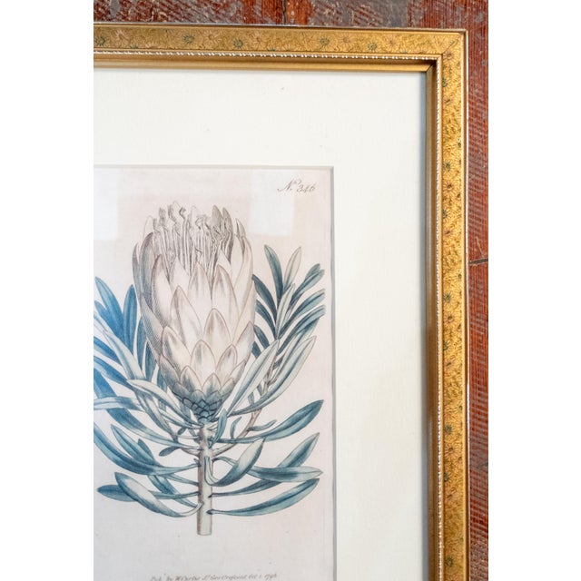 18th Century Hand Colored Botanical Engraving Curtis's Magazine Print Protea For Sale - Image 4 of 10