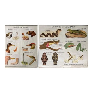 Rossignol 1960s Two-Sided French School Science Poster - Reptiles & Birds, 34x29 For Sale