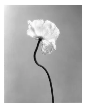 Ugne Pouwell, Poppy No.3, 2023, Photography