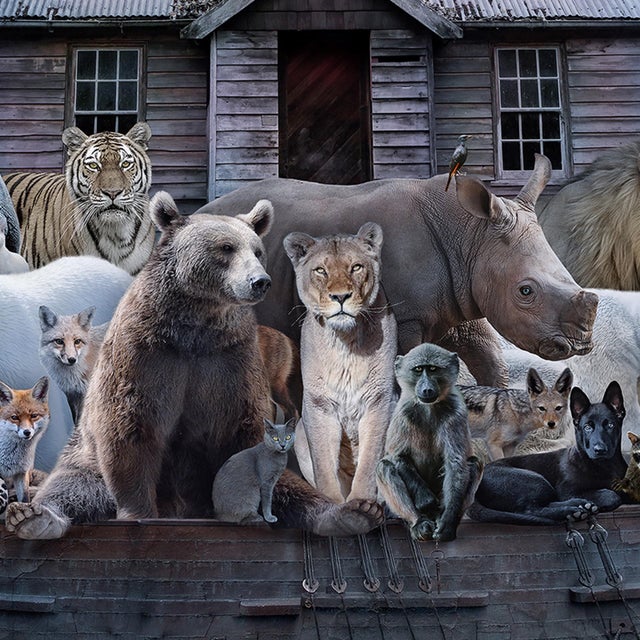 In Search of Safe Harbor by Marcin Owczarek | Photography of animals on a boat in a stormy sea For Sale - Image 4 of 4