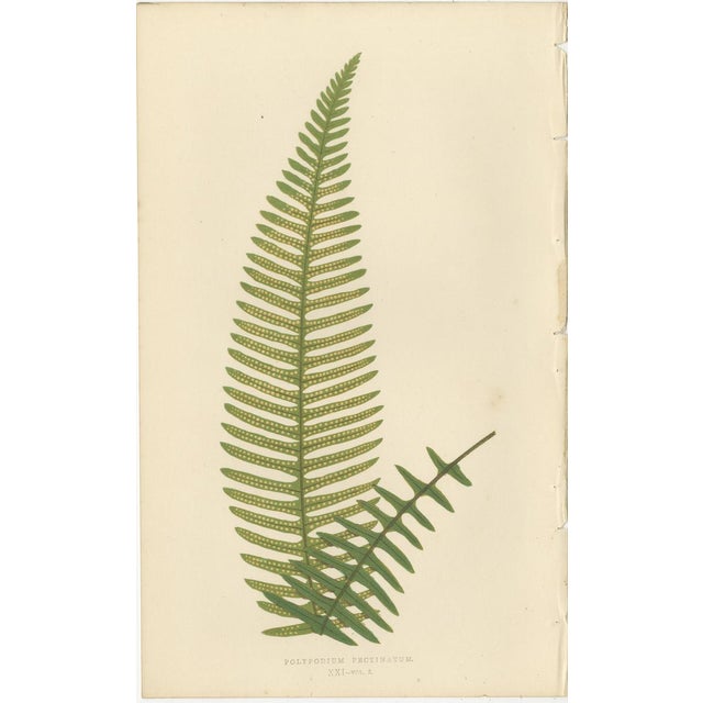 Mid 19th Century Fern Collection with English Species Names, 1856, Lithograph, Set of 10 For Sale - Image 5 of 14