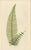 Mid 19th Century Fern Collection with English Species Names, 1856, Lithograph, Set of 10 For Sale - Image 5 of 14