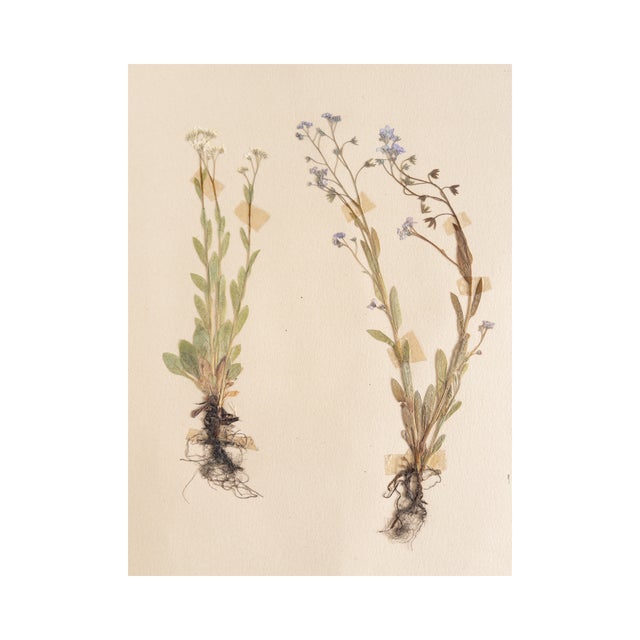 Vintage Swedish Herbarium - Forget Me Not, circa 1953