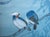 1970s Chinese Painted Silk Screen "Magnolia and Blue Jay" For Sale - Image 14 of 18