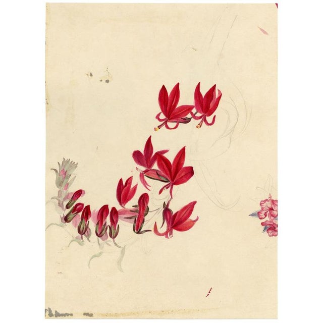E.B.R. Anemone Flowers, 1800s, Paper For Sale - Image 6 of 7