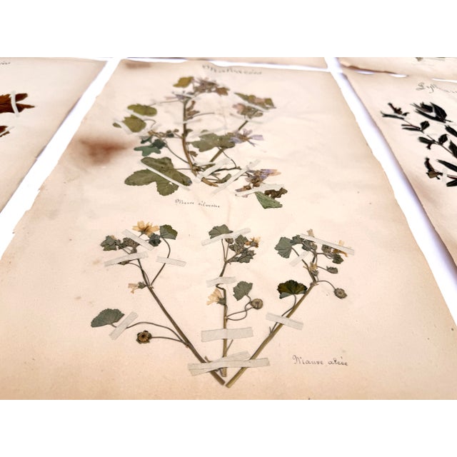 Oversized Antique French Herbarium Specimens – Set of 8 | Original 19th Century Pressed Botanical Collection From Paris For Sale - Image 14 of 17
