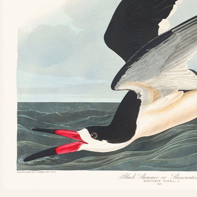 Black Skimmer, Vintage Art Print Reproduction From Birds of America by John James Audubon, 24" X 24" For Sale - Image 9 of 10