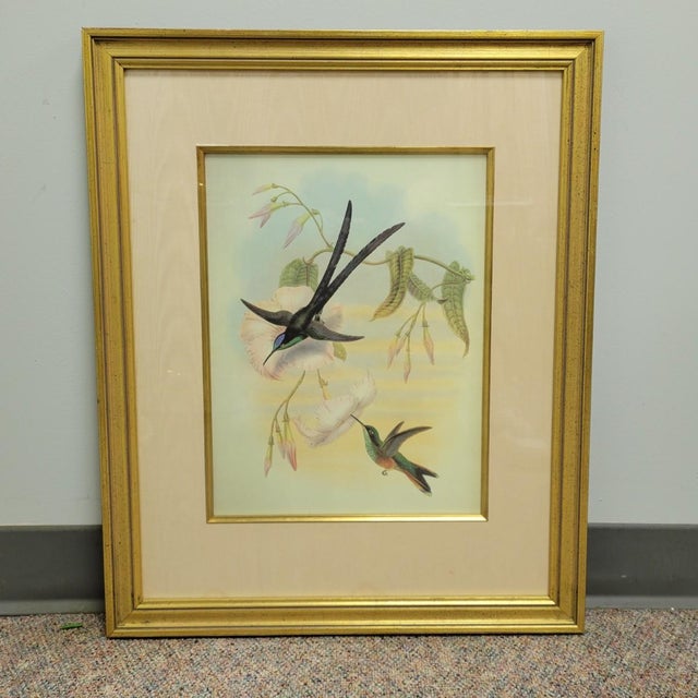 Mid 20th Century Pair of Framed John Gould Hummingbird Botanical Prints in Gold Frames For Sale - Image 5 of 8