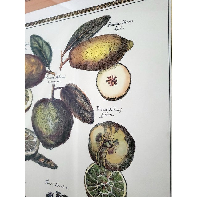 Prints Framed Botanical For Sale - Image 12 of 14