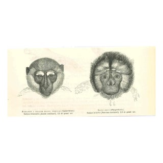 Paul Gervais, Monkeys, 1854, Lithograph For Sale