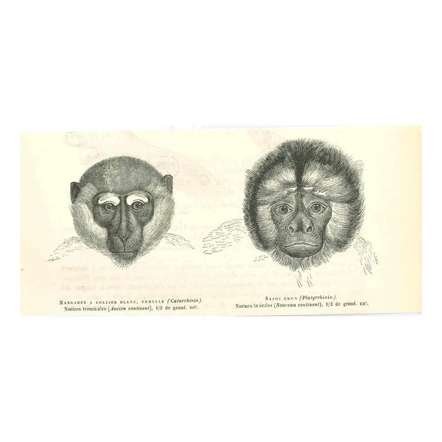 Paul Gervais, Monkeys, 1854, Lithograph For Sale