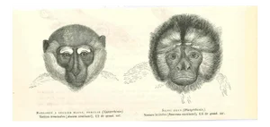 Paul Gervais, Monkeys, 1854, Lithograph