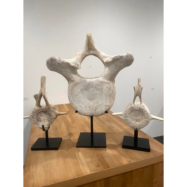Vintage Whale Vertebrae Bones, Set of Three. For Sale In Los Angeles - Image 6 of 8