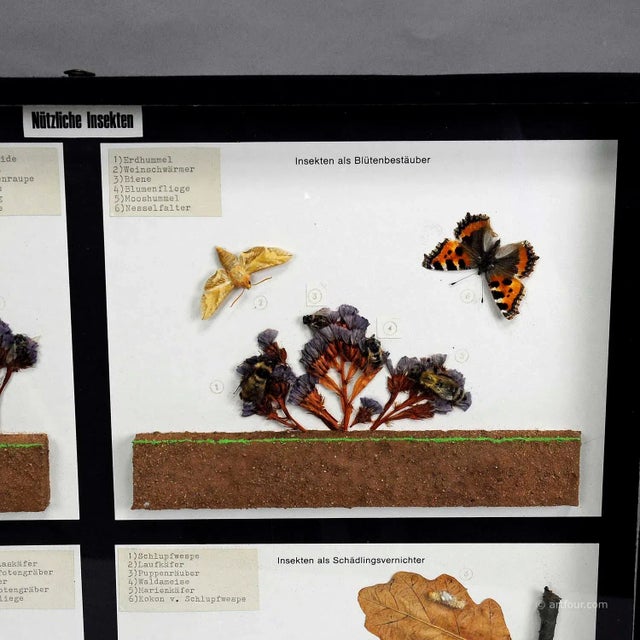 Cabin Vintage School Teaching Display of Usefull Insects For Sale - Image 3 of 6