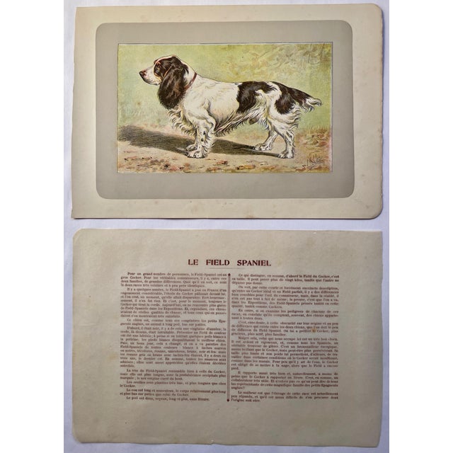 This handsome photogravure printed page is illustrated by P. Mahler, a German artist. The subject is a Field Spaniel. This...