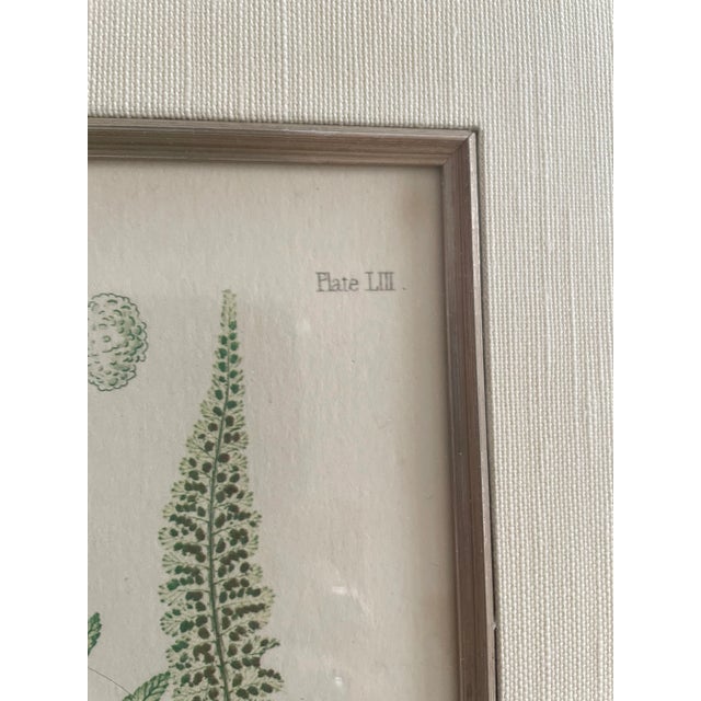 Vintage Henry Bradbury Nature Fern Print Framed For Sale - Image 4 of 9