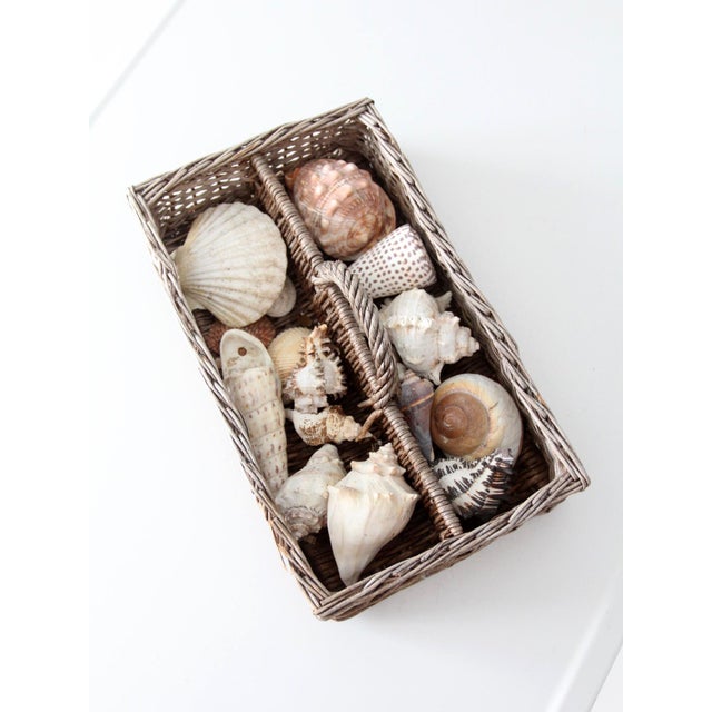 Vintage Collected Seashell Collection For Sale - Image 17 of 17