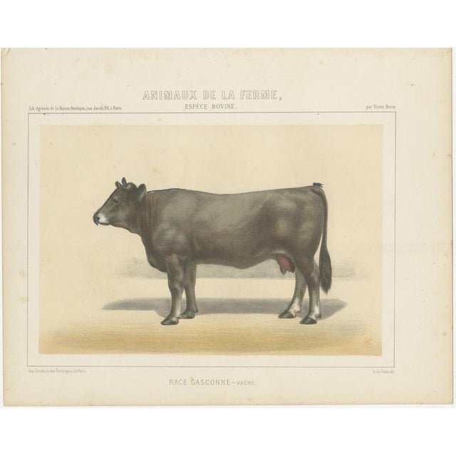 After Borie, Gascon Cow, French Cattle from Animaux De La Ferme, 1863, Chromolithograph For Sale - Image 3 of 9