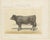 After Borie, Gascon Cow, French Cattle from Animaux De La Ferme, 1863, Chromolithograph For Sale - Image 3 of 9