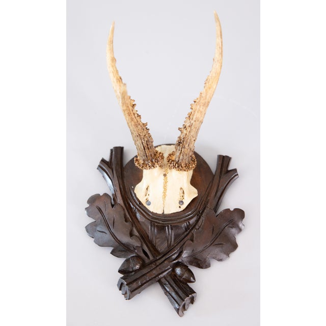 Antique Black Forest Roe Deer Antlers Hunting Trophy Mount For Sale In Houston - Image 6 of 6