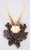 Antique Black Forest Roe Deer Antlers Hunting Trophy Mount For Sale In Houston - Image 6 of 6