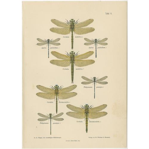 Dragonfly & Damselfly Lithographs by Richard Tümpel, 1908, Set of 3 For Sale - Image 3 of 14