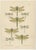 Dragonfly & Damselfly Lithographs by Richard Tümpel, 1908, Set of 3 For Sale - Image 3 of 14