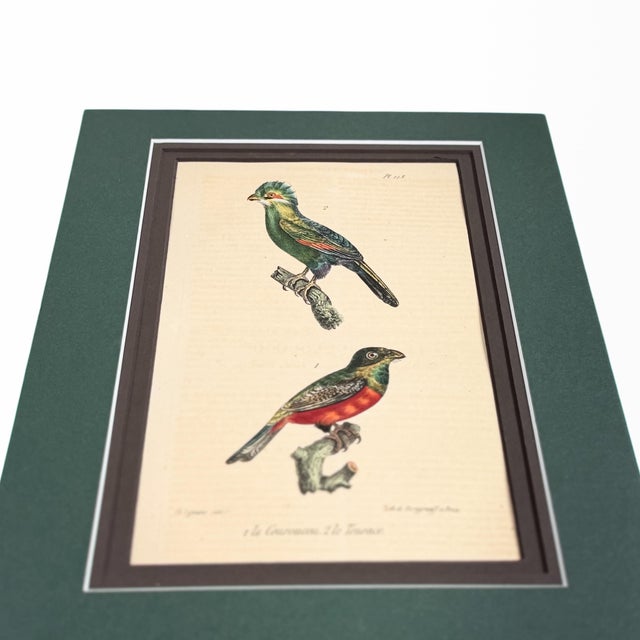 Original 1833 hand-colored lithograph from Théodore Lejeune’s Brussels edition of Oeuvres complètes de Buffon. Plate 113...
