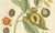 Myristica Aromatica, 1800s, Paper For Sale - Image 3 of 10