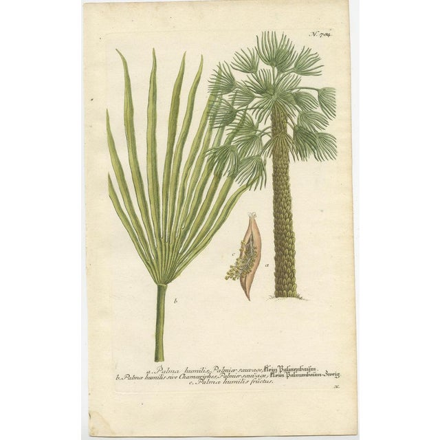 European Fan Palm and Copernicia Prunifera, Paper, Set of 2 For Sale - Image 6 of 6