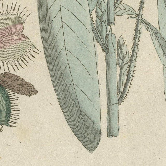 Bertuch, Venus Flytrap Carnivorous Plant, 1805, Print For Sale - Image 9 of 12