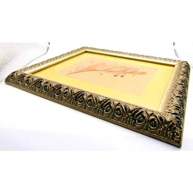 1939 Pressed Framed Swedish Herbaria With Nomenclature Label For Sale In Miami - Image 6 of 6