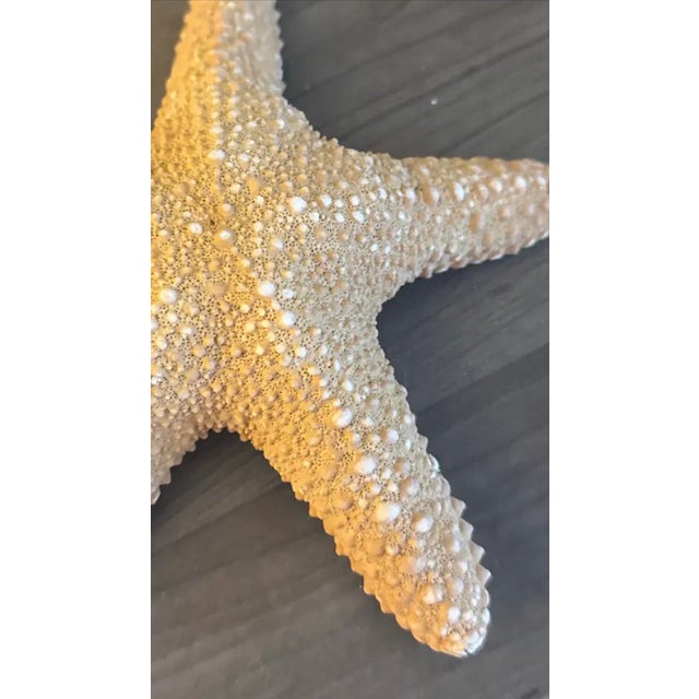 An impressive large natural jungle starfish specimen, celebrated for its sculptural form and organic coastal character....