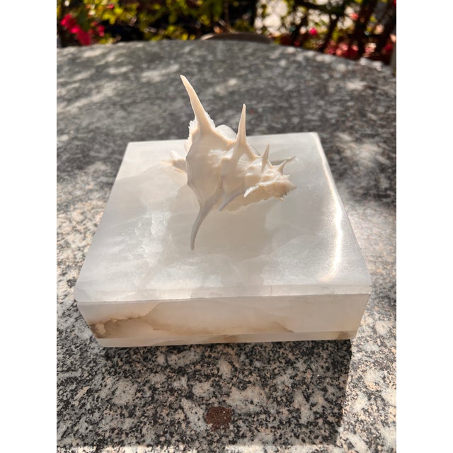 Christa's South Seashells White Onyx Box With Murex Shell For Sale - Image 4 of 8