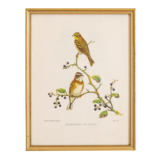 Bird Print J Gould and Hc Richter Emberiza Rustica Rustic Bunting