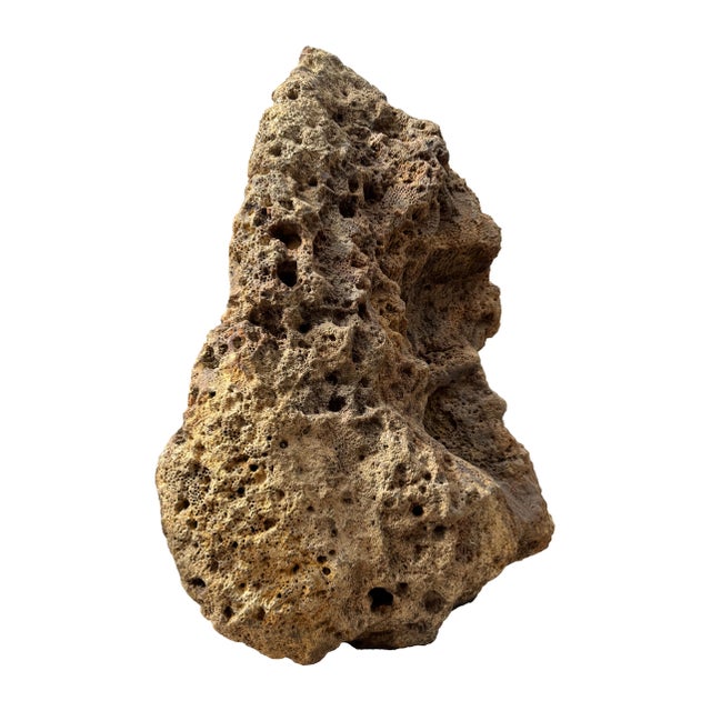 An exceptional large-scale petrified coral sculpture, measuring 120 cm in height and 75 cm in width. This remarkable...