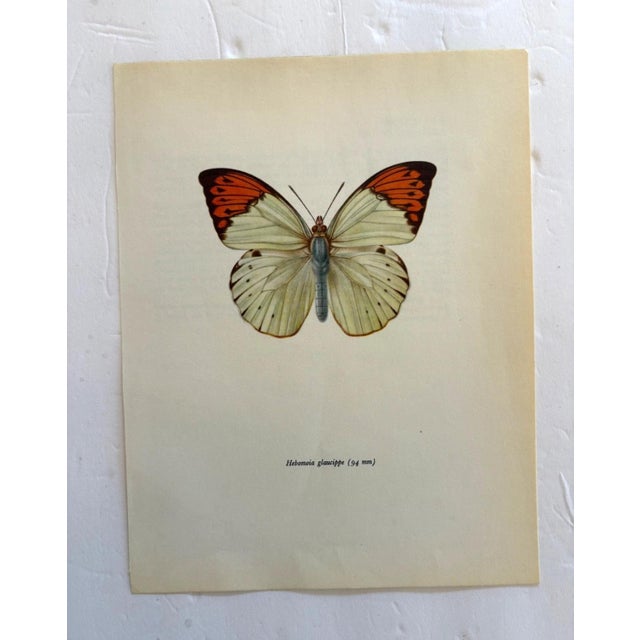 Up for sale is this gorgeous lithograph by F. Prochazka, published in Great Britain in 1965. It is in excellent, gently-...