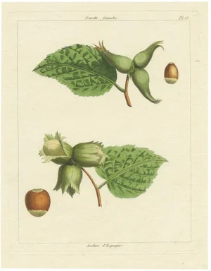 Common and Spanish Hazelnut, 1821, Print